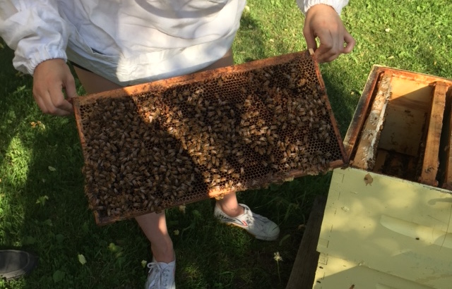 ABC Bees - An Urban Honey Experience victoriadaytoday.com